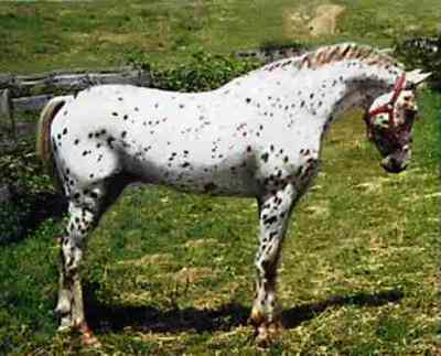 AraAPPALOOSA